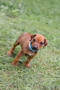 Rhodéský ridgeback - 3