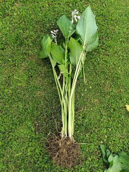 Hosta (Bohyška, Funkie) - 3