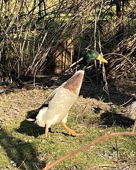 Indický běžec - kačeři - 3