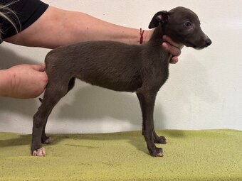greyhound - 3