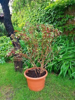 Fuchsie, fuchsie keřová, keře - 3