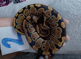 Python regius -krajta královská - 3