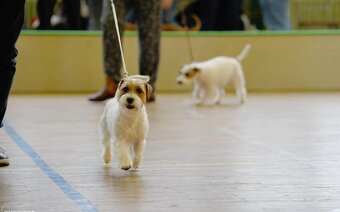 Jack Russell teriér s PP - 3