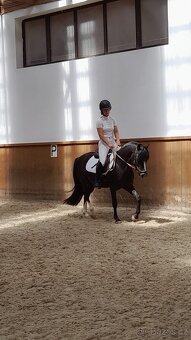 Nádherný český sportovní pony - 3