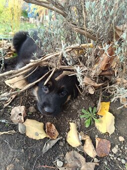 Německý ovčák - 3