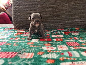 Stafordšírský bulteriér - 3