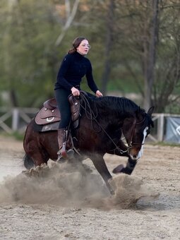 Quarter Horse reiningovy valach 6let - 3