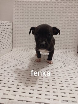 Americký stafordšírský teriér bez pp - 3