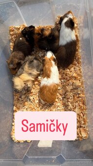 Mláďata morčatek - 3