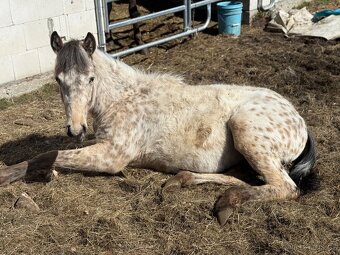 Appaloosa klisna 1 rok - 3