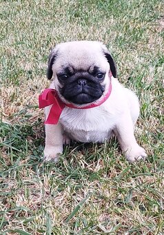 Mops s PP - 3