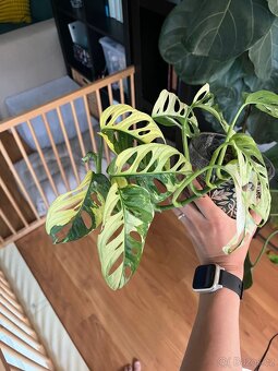 Monstera Adansonii Variegata - 3