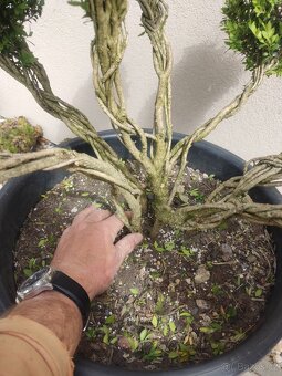 Tvarovaný strom, bonsai, niwaki, yamadori - 3