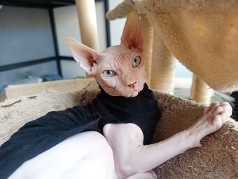 Kanadský Sphynx - 3