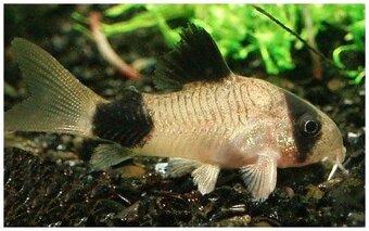 Corydoras Panda - Pancéřníček panda - 3
