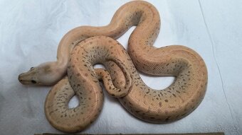 Krajta tmavá - Python bivittatus - 3