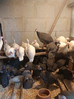 Perličky bílé a divoké s úplným perlením - 3