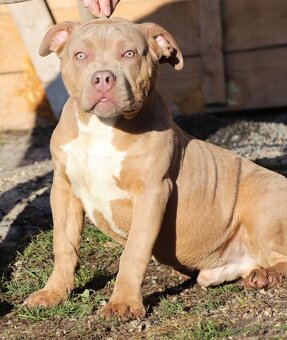 American bully XL - 3
