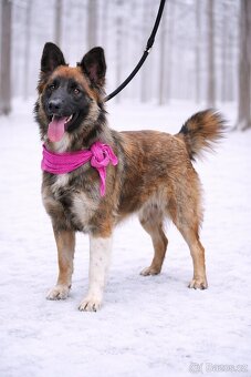 Cashmire hledá domov - 3