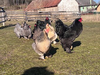 Brahmanka velka kmen 1+3 - 3