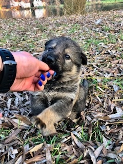 Německý ovčák štěně - 3