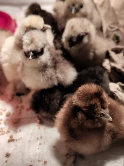 Hedvábnička USA - 3