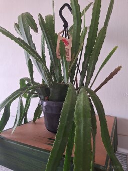 Fylokaktus 1x krásná rostlina - 3