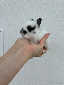🐰 Nabízíme k rezervaci zakrslých zajíčků - 3