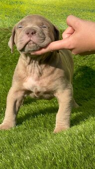 American Bully Xl - 3