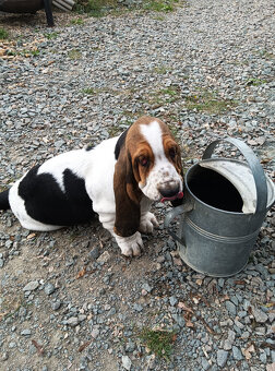 Basset Hound štěňátko s PP z Pardubicka - 3