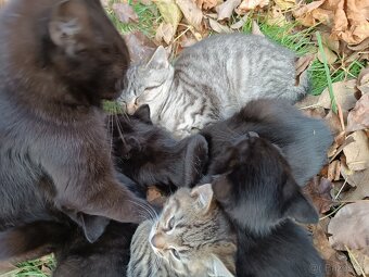 Daruji koťata - 3