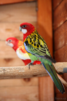 Rosela pestrá štěp na černou a opalinu - 3