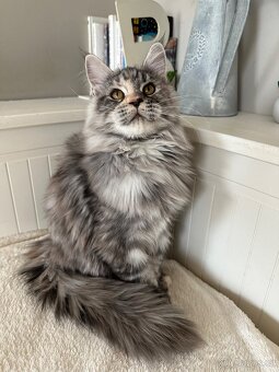 Mainská mývalí s pp - 3