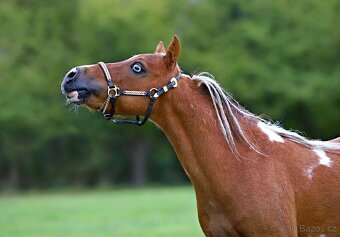 Připouštění hřebcem AMHA/AMHR - 3