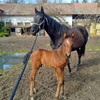 Jezdec, ošetřovatel koní, stájník - 3