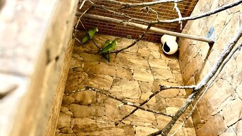 Papoušíček vrabčí a šedokřídlý. - 3