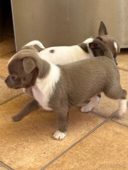 Čivava krátkosrstá - 3