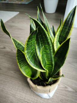 Sansevieria futura superb - 3