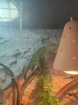 Terarium včetně chameleona - 3