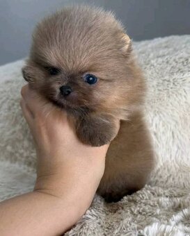 Pomeranian-mini - 3
