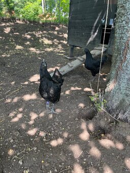 Ayam Cemani 1.2 - 3