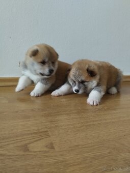 Štěňata Akita inu - 3