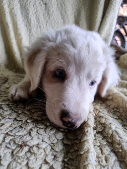 🐶 Štěňátka – kříženci s původem po australském ovčákovi - 3