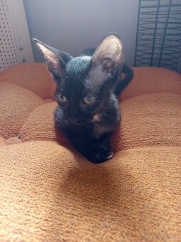 Sphynx - 3