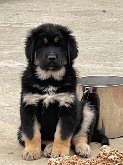 Tibetska Doga šteniatka s PP - 3