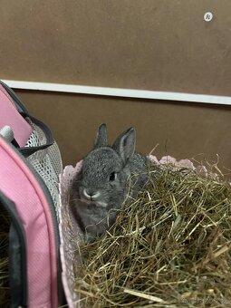 Zakrslý králík šedý - 3