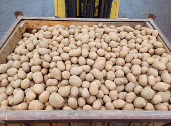 Konzumní brambory - 3
