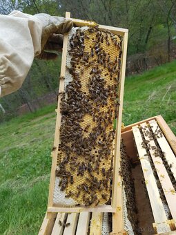 Včelí oddělky Langstroth 2/3, 6 rámků, 2026 - 3