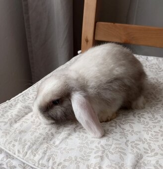 Zakrslý beránek králíček - 3