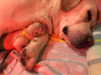 Labrador retriever - 3